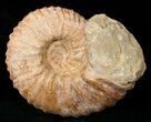 Heavy ( Wide) Mantelliceras Ammonite #15074-1